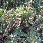 Garrya elliptica Leaf