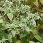 Pycnanthemum incanum Flower