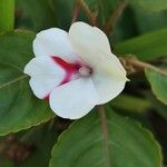 Impatiens flaccida Flower