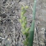 Cenchrus longispinus Fruit