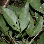 Zygia longifolia পাতা