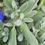 Salvia chamaedryoides Feuille