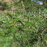 Vachellia xanthophloea Habitus