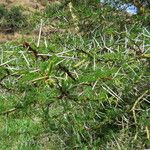 Vachellia xanthophloea आदत