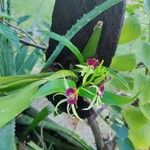 Prosthechea cochleata Flower