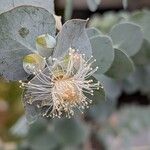 Eucalyptus pulverulenta Kvet