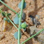 Andrachne telephioides Fruit