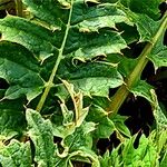 Cynara algarbiensis Leaf