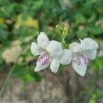 Asystasia gangetica Квітка