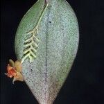 Lepanthes helicocephala Цветок