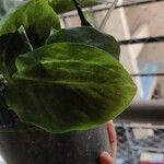 Calathea louisae List