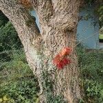 Phellodendron amurense Bark