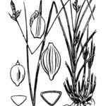 Carex oedipostyla Inny