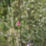 Silene muscipula Fula