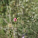 Silene muscipula Blomma