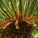 Cycas circinalis Flower