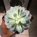 Echeveria elegans Leaf