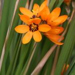 Ixia maculata Flower