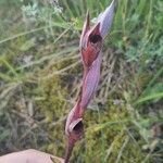 Serapias strictiflora Flower