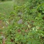 Asparagus tenuifolius Habitus