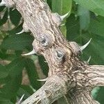 Zanthoxylum chalybeum बार्क (छाल)