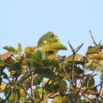 Macoubea guianensis Хабит