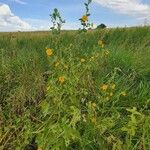 Abutilon mauritianum Hábito