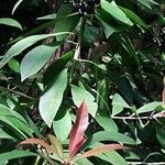 Ardisia humilis List