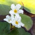 Nymphoides cristata Fleur