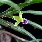 Dichaea trulla Кора