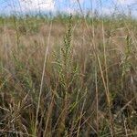 Artemisia santonicum Flower