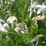 Turraea mombassana Λουλούδι