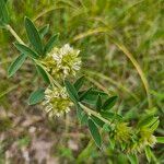 Lespedeza capitata Λουλούδι