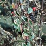 Cotoneaster microphyllus 葉