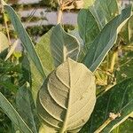 Calotropis gigantea Квітка