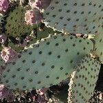 Opuntia basilaris 葉