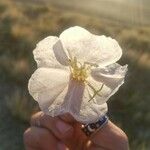 Oenothera albicaulis Floro