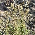 Mentzelia albescens Hábito