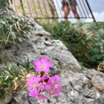 Dianthus rupicola Flower