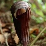 Arisaema sazensooKvět