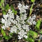 Daucus muricatus Цветок