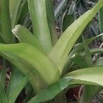 Aechmea aquilega Levél