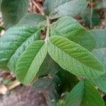 Psidium guajava 葉