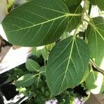 Ficus benghalensis পাতা