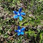 Gentiana sierrae Blomst