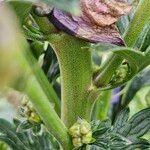 Aconitum variegatum Cortiza