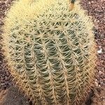 Ferocactus cylindraceus Foglia