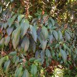 Miconia mirabilis Fulla