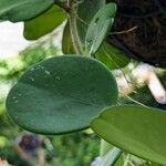 Hoya diversifolia Leaf
