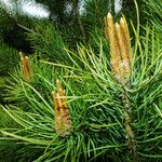 Pinus koraiensis फूल